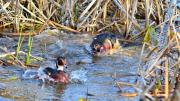 Wood duck chases away a competitor